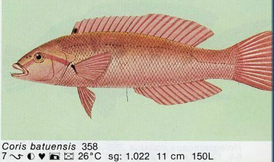 Coris batuensis